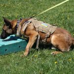 Чернігівські гвардійці провели міжвідомчий семінар з підготовки собак-детекторів