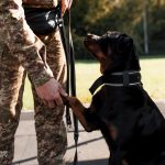 На Чернігівщині гвардійські кінологи провели спільні тренування з колегами з ДСНС та ДКВС